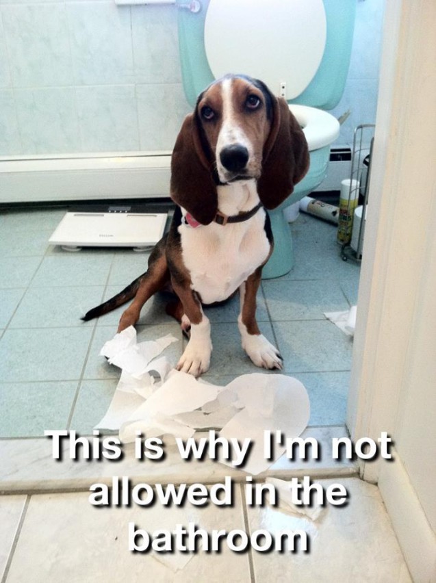Bad Basset Loves To Eat Toilet Paper found on Dog Shaming