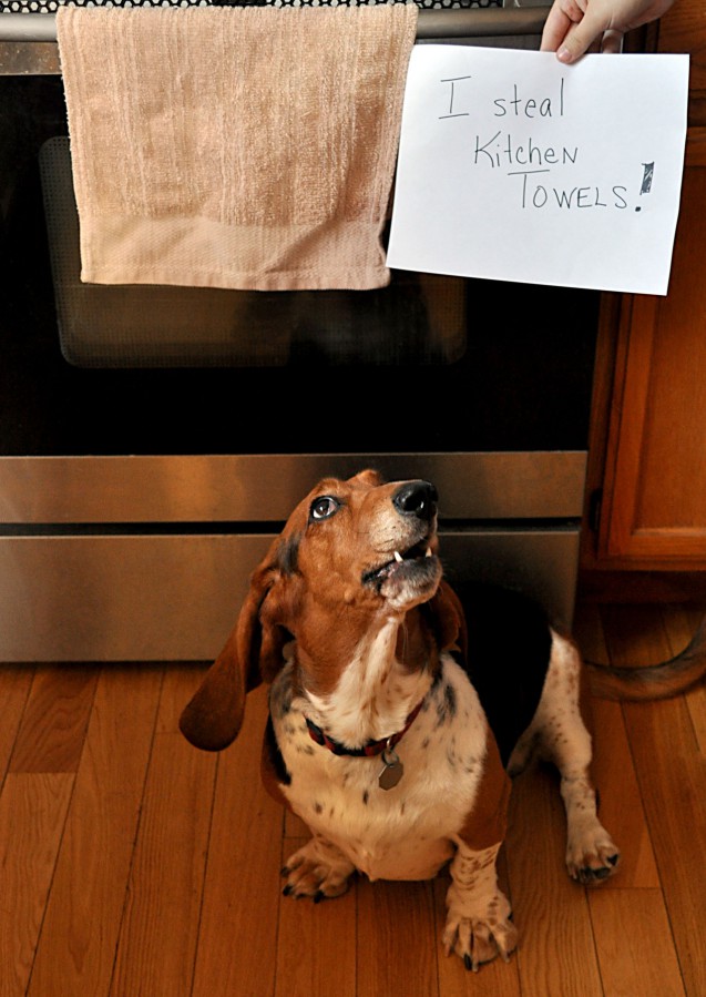 I Steal Kitchen Towels