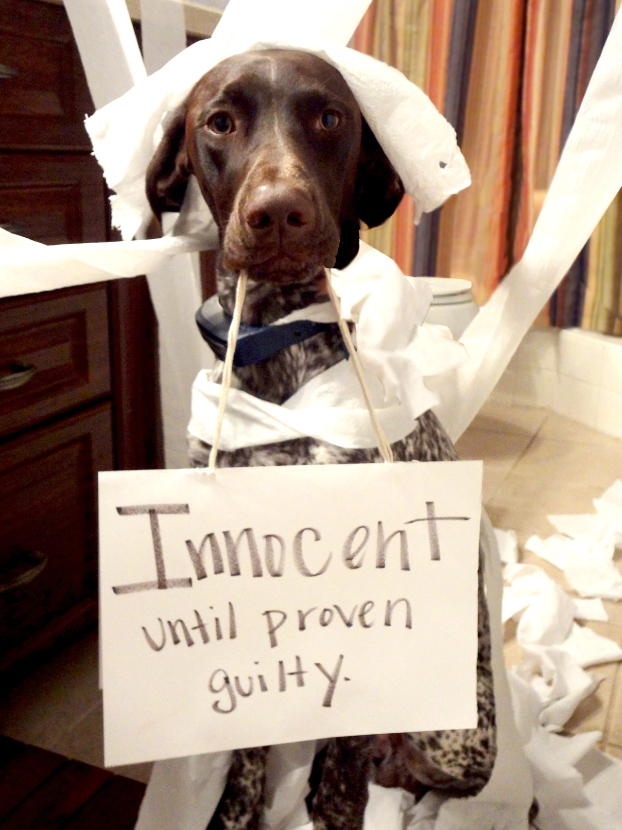German Shorthaired Pointer Archives Page 3 Of 3 Dogshaming
