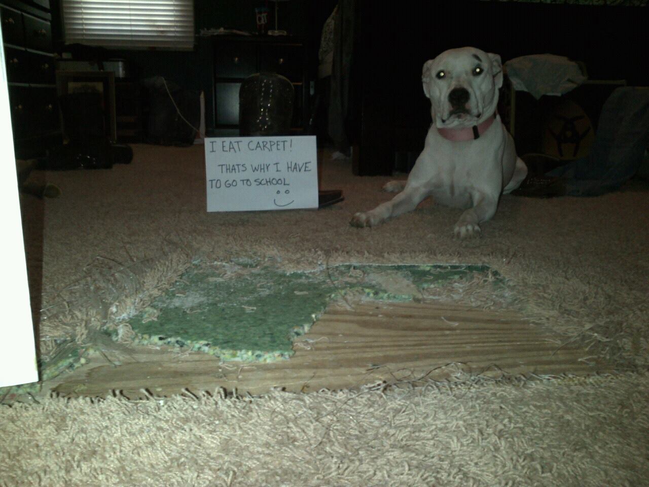 what happens when dogs eat carpet