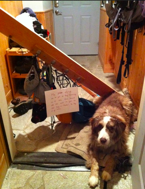 My People Wanted To Get On Dog Shaming So I Tore