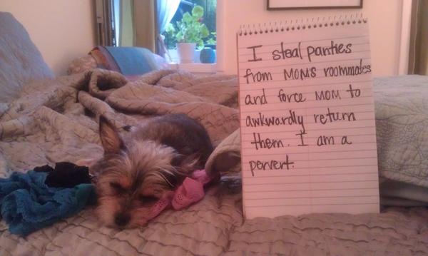 I Have Found Several Underwear Nests In Her Dog