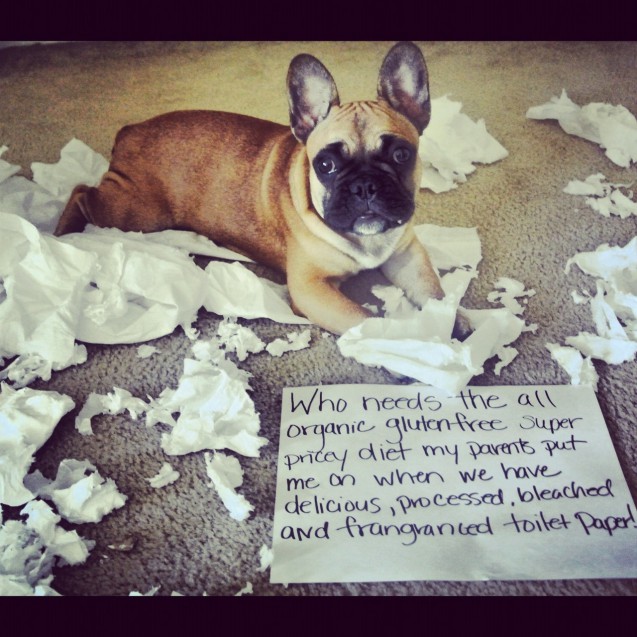 Adorable Frenchie Eats All The Toilet Paper