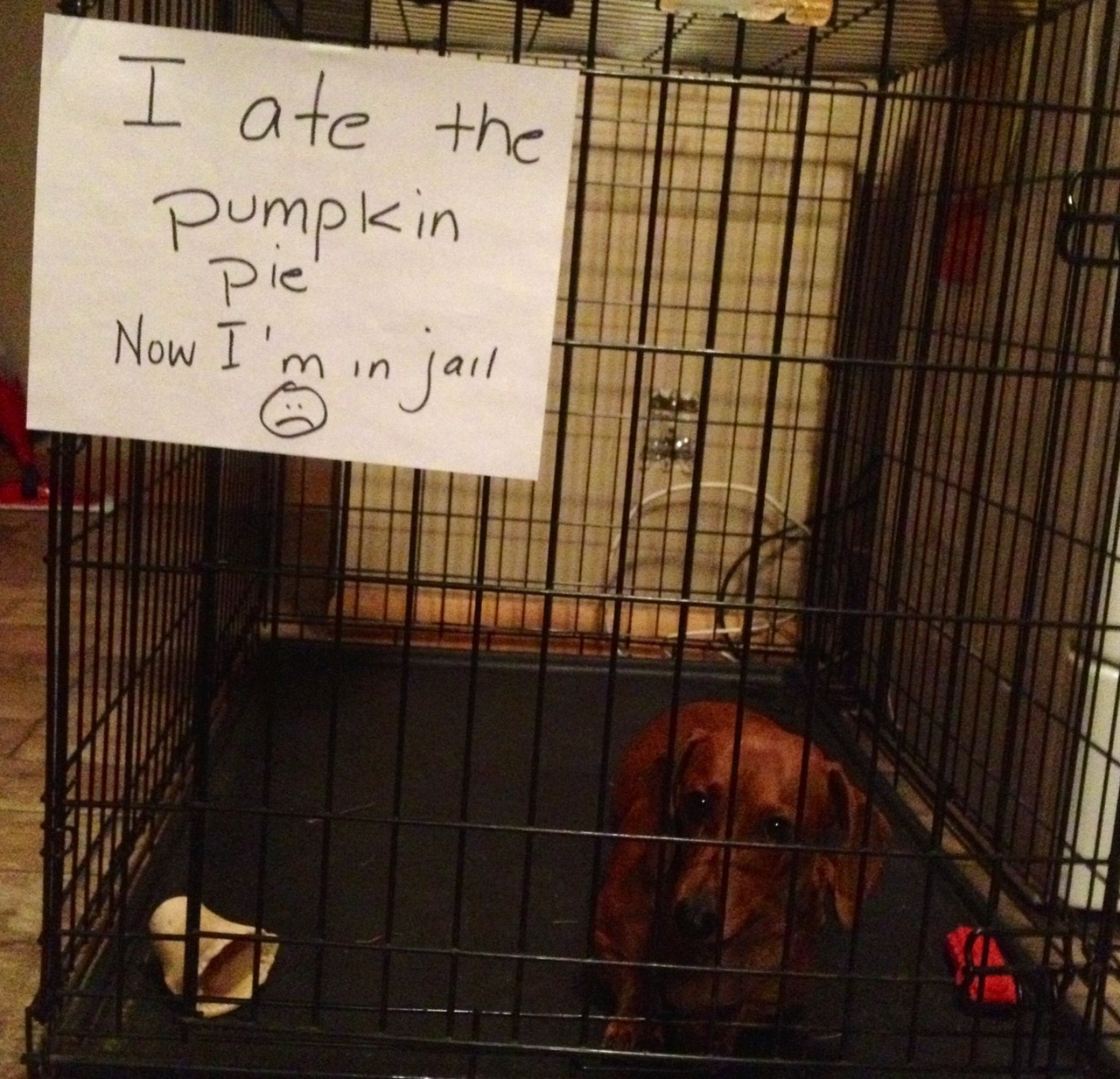 My dog ate pumpkin pie sale