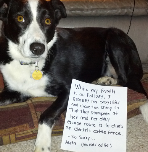Our Short Haired Border Collie - Dogshaming