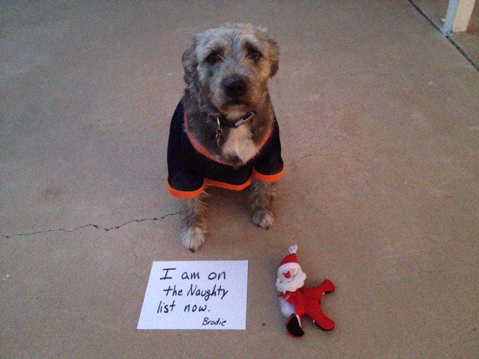 Brodie is on the naughty list - Dogshaming