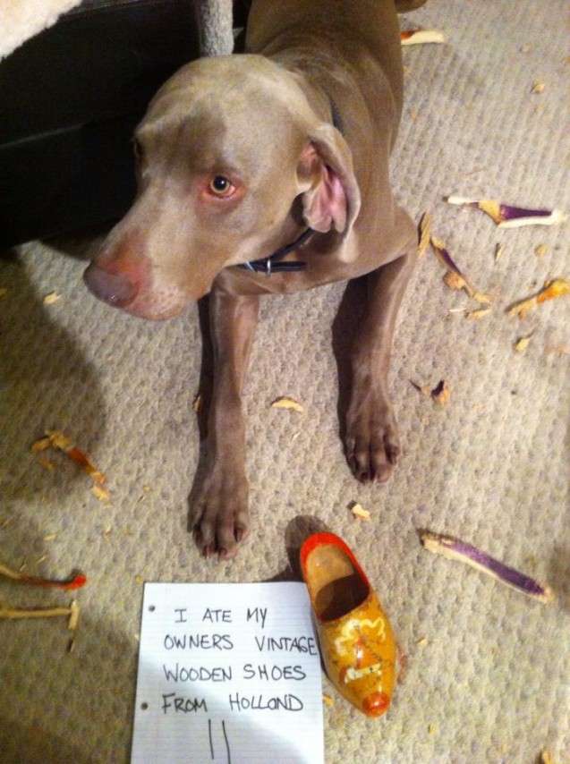Weimaraner shoes top