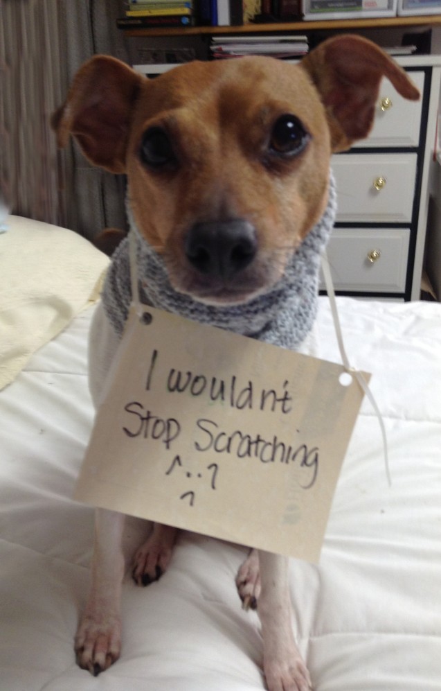 dog-shaming31