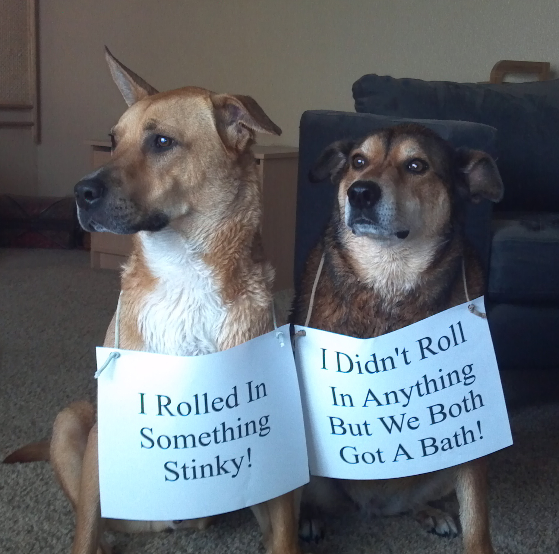 Smelly stuff shop for dogs