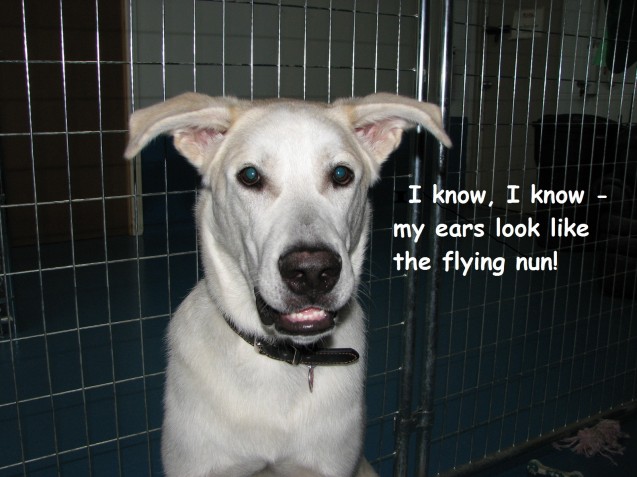 Ace-Dog-Shaming