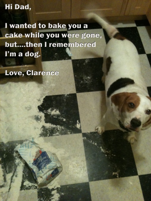 Clarence.DogShaming