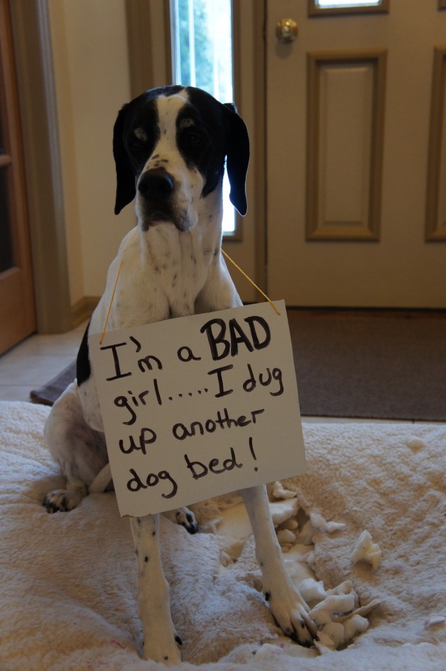 My dog rips his bed clearance