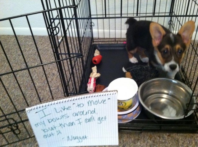 Dog-Shaming5