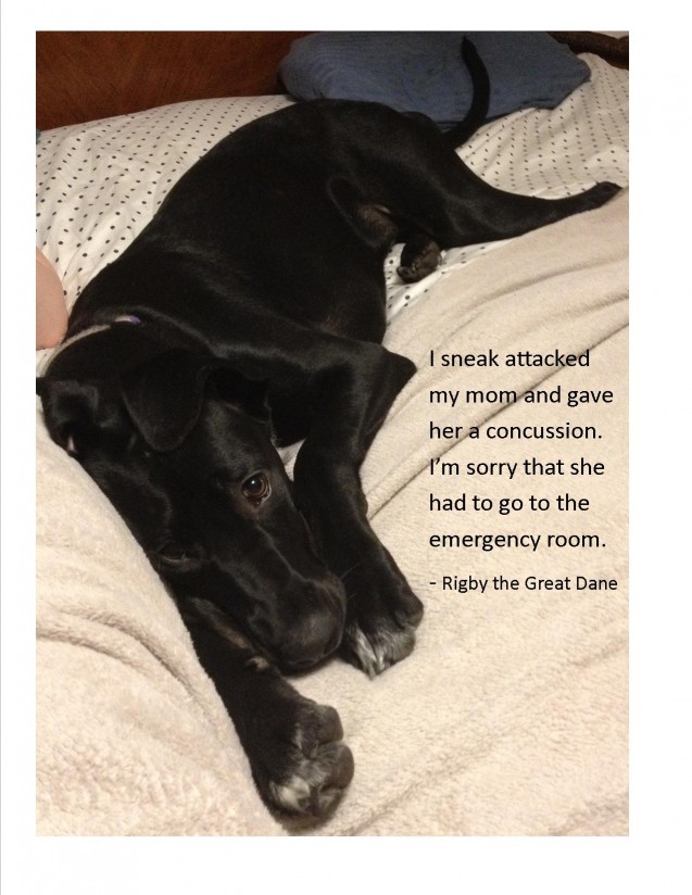 Dog-Shaming6