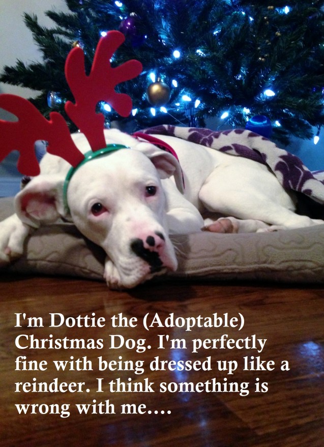 Dottie-shaming