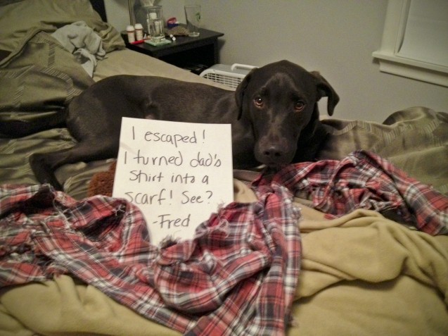 FredDogShaming