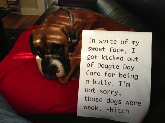 HitchShaming