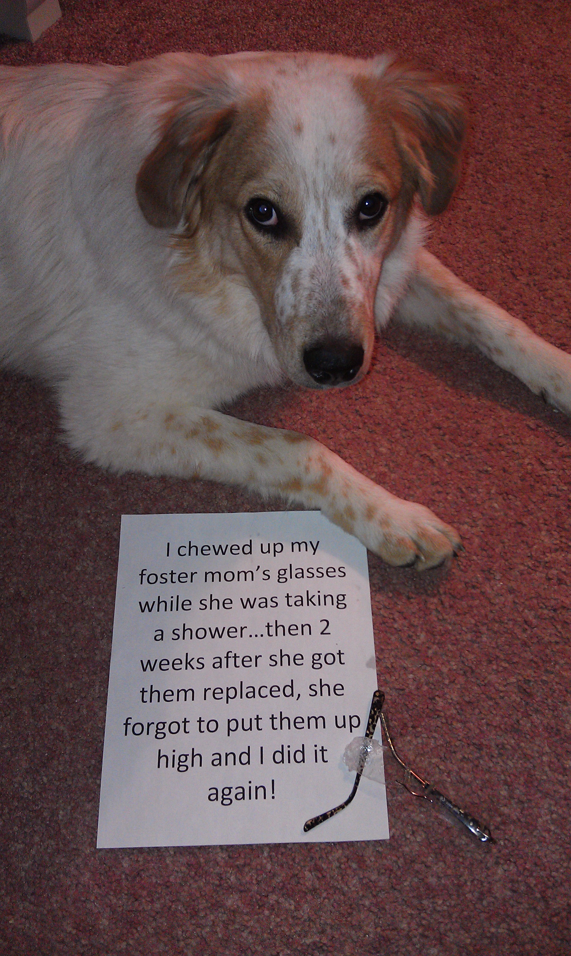 She wouldnt hurt a fly. She'll gut a stuffed animal in <.0001 seconds  though. : r/greatpyrenees