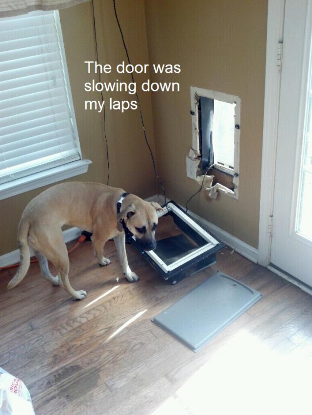 Lexi-dog-door