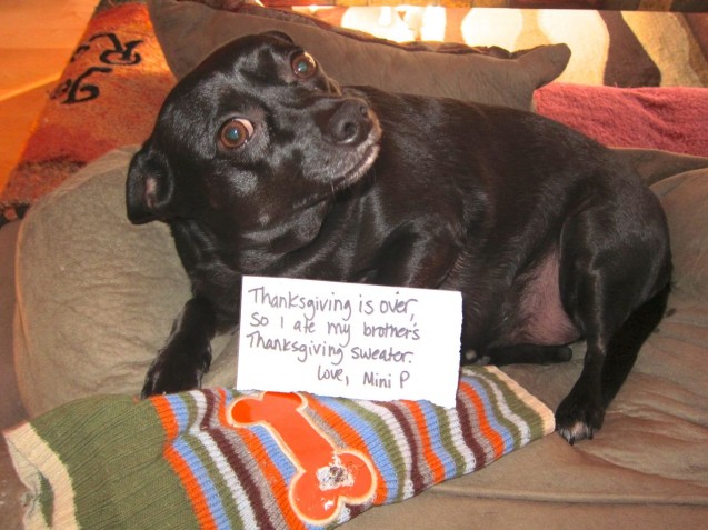 Mini-P-Dog-Shaming-2012