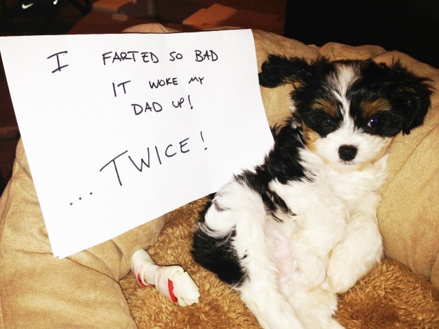 Puppy-Shaming