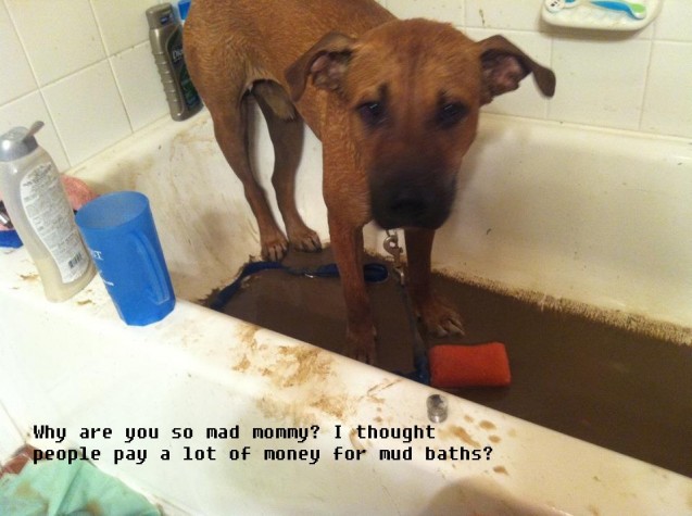 Roscoe-mud-bath