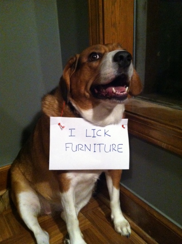 dog-shaming-eunice