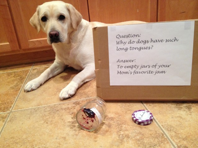 dogshaming-651