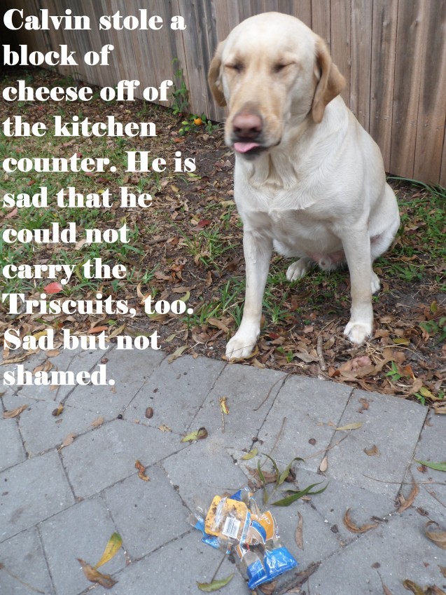 dogshaming19