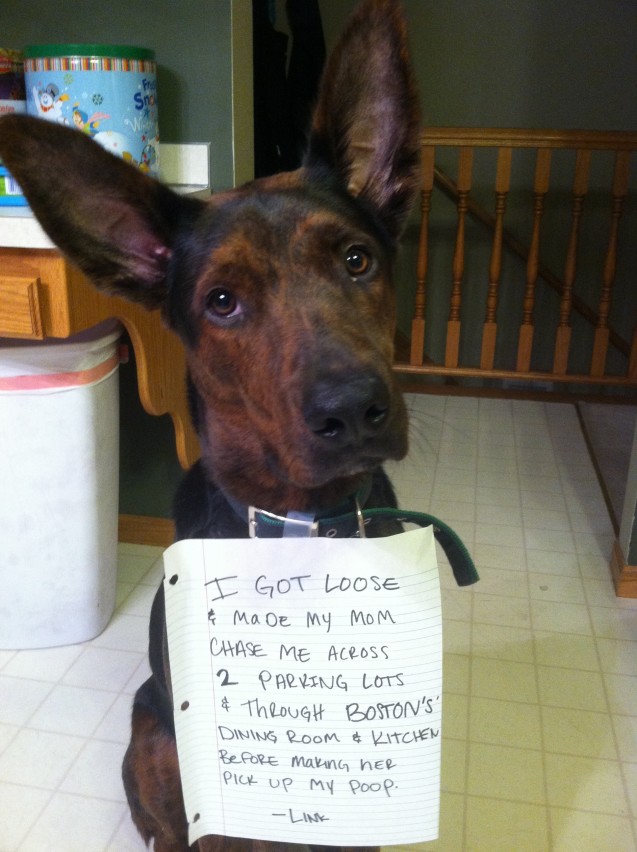 I ran through a restaurant. - Dogshaming