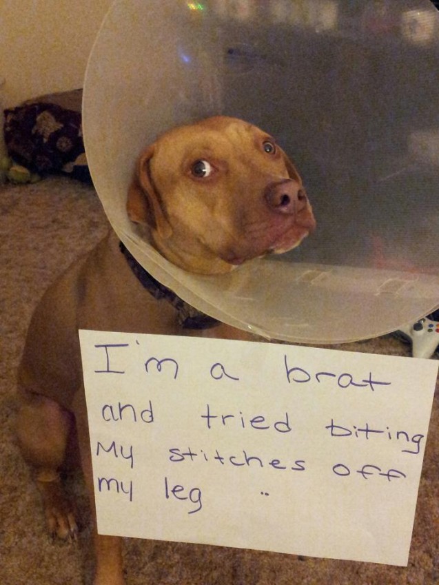 layla-shaming