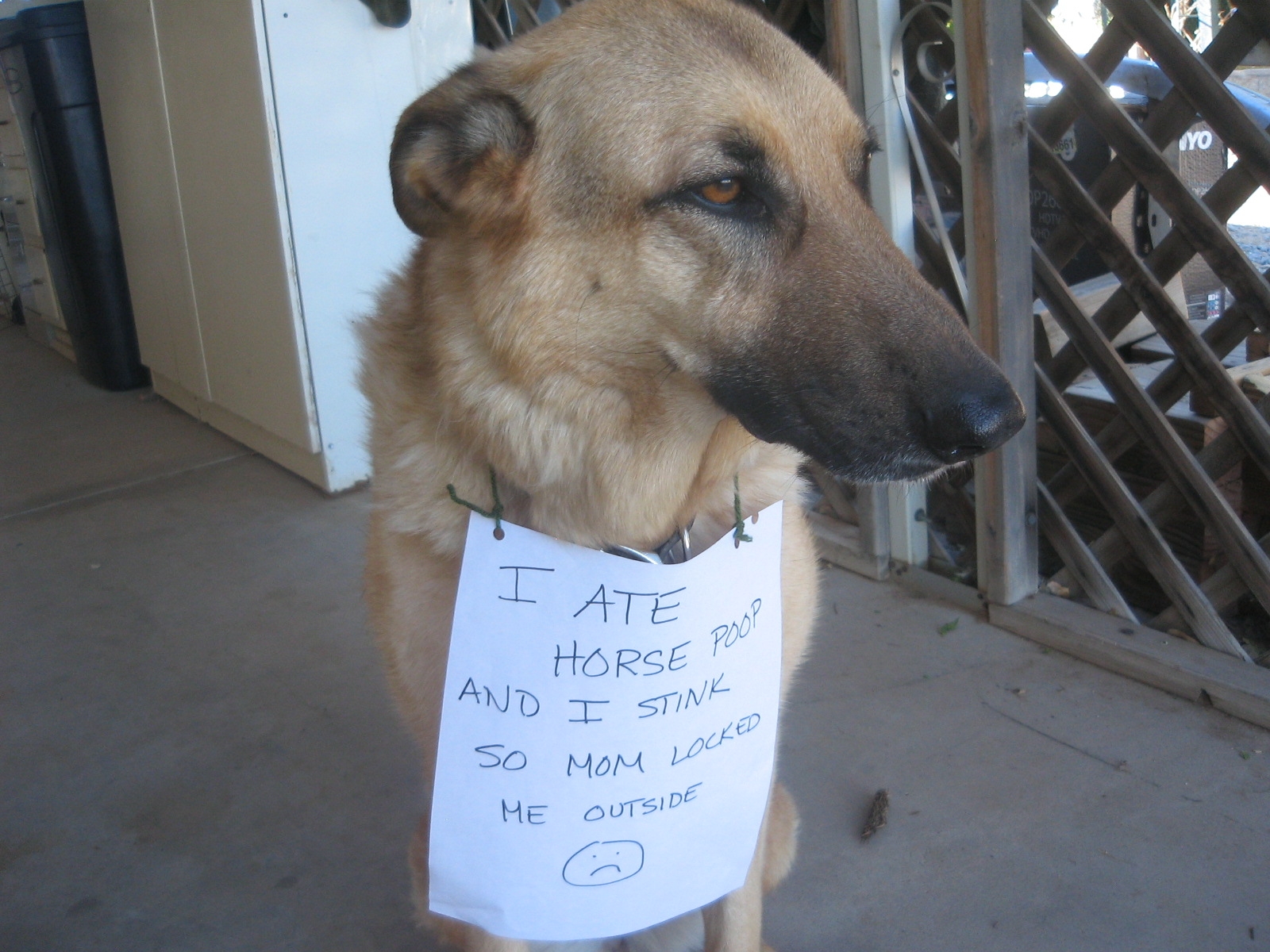 dog eating horse poop