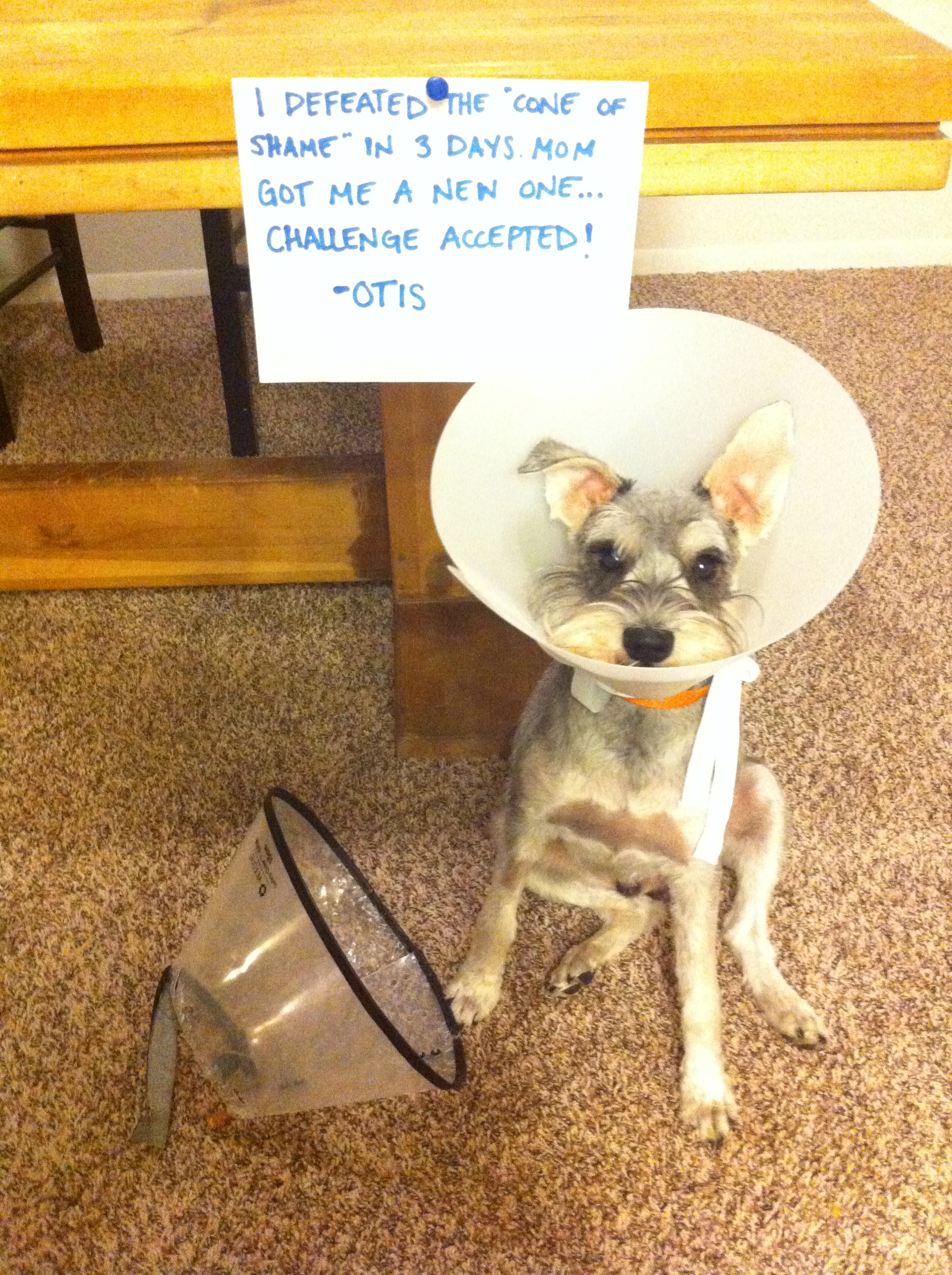 dog sleeping with cone