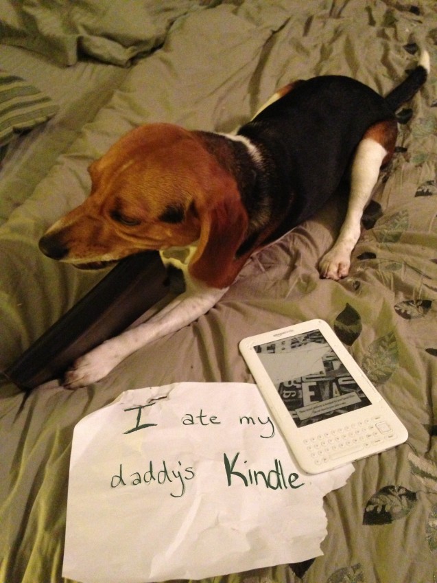 sammy-shaming