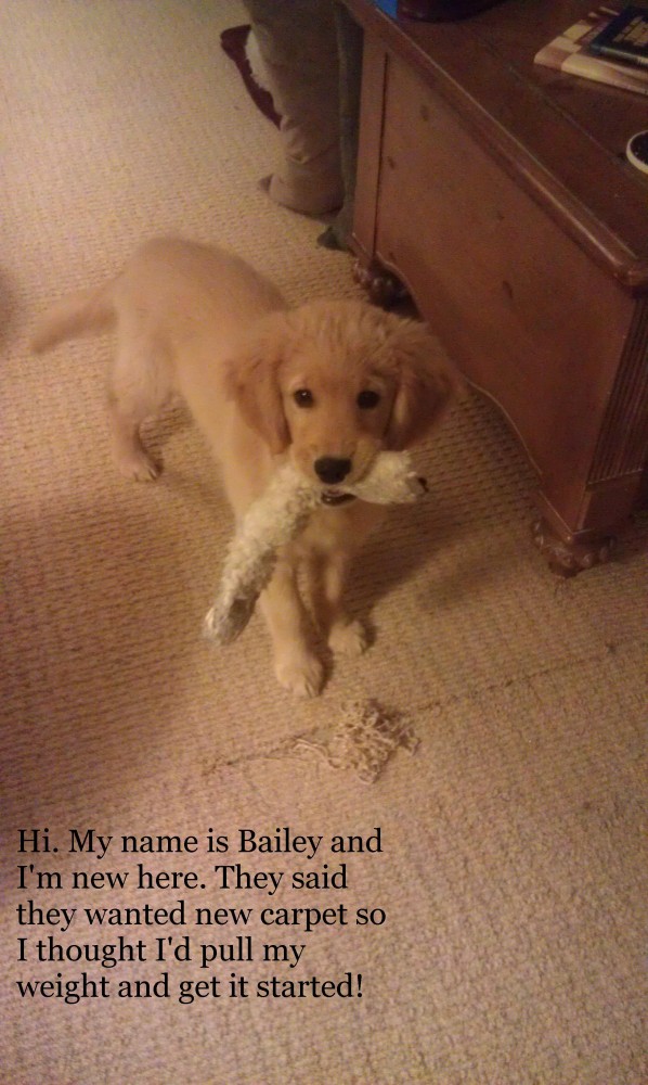Bailey-Carpet