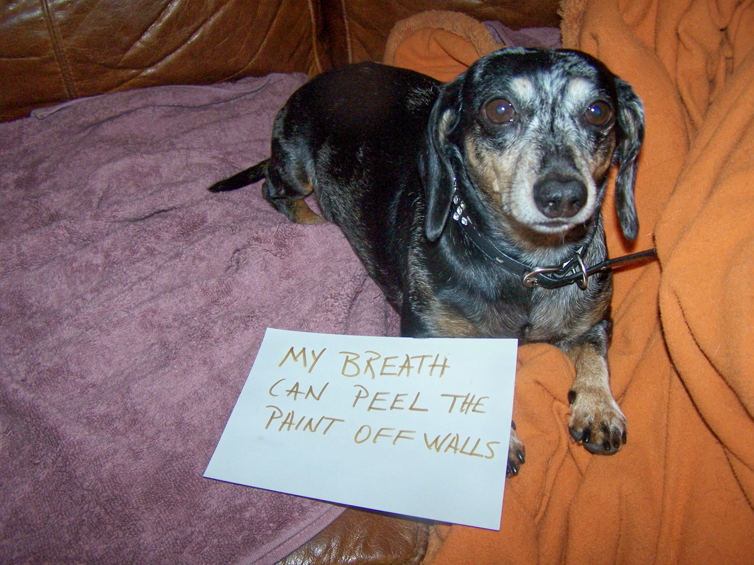 Dachshund bad best sale breath