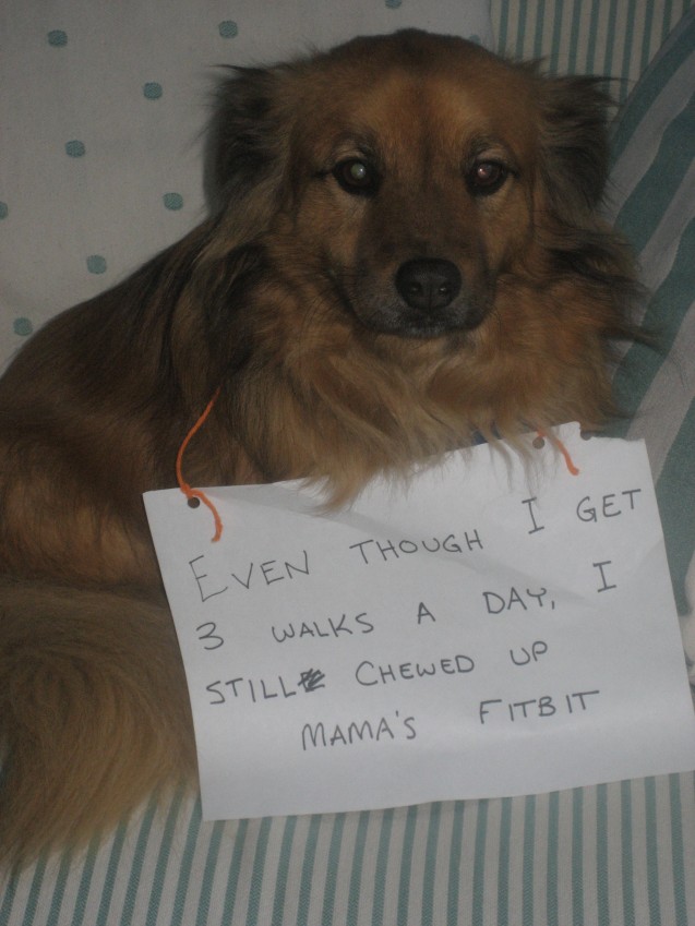 Dog-Shaming-Bert