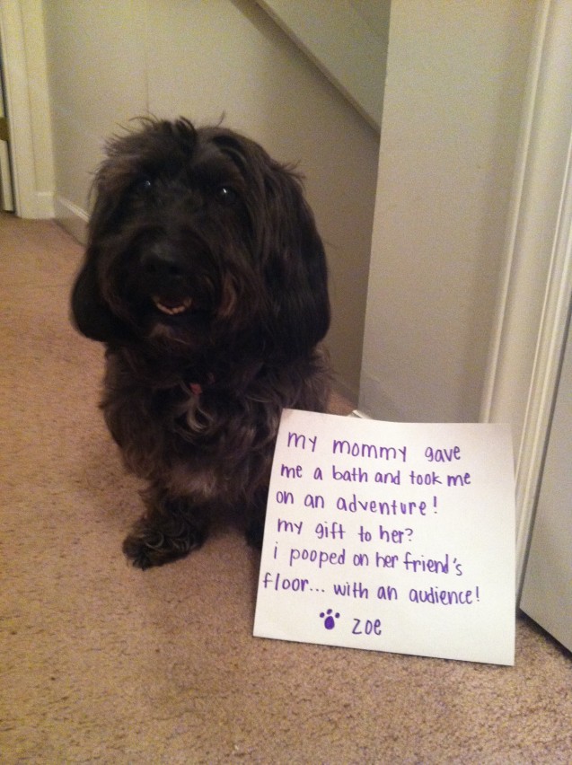 Dog-Shaming-Zoe