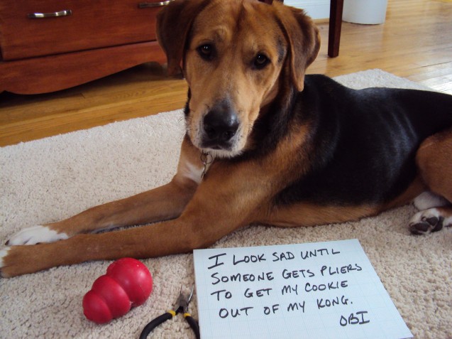 DogShaming-Obi