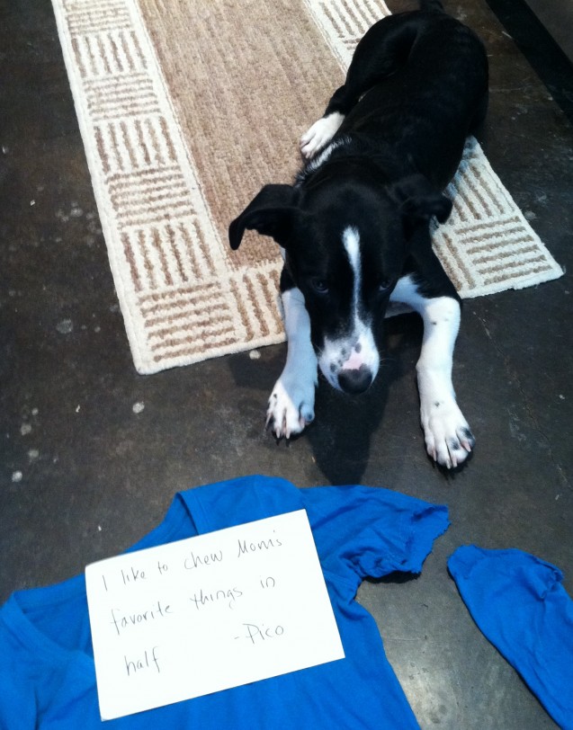 DogShaming_Pico