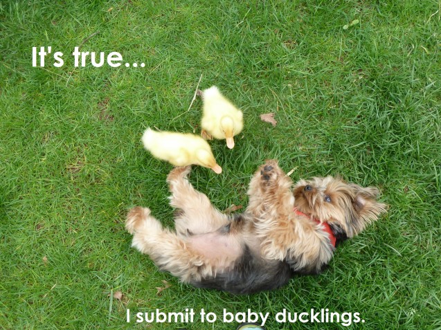 Geppetto-Duckling-Shame