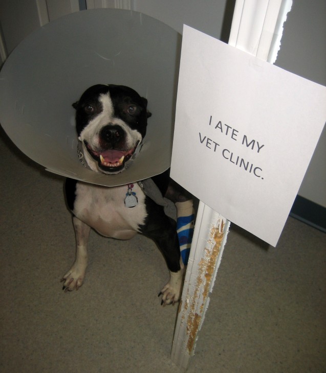 I-ate-my-vet-clinic