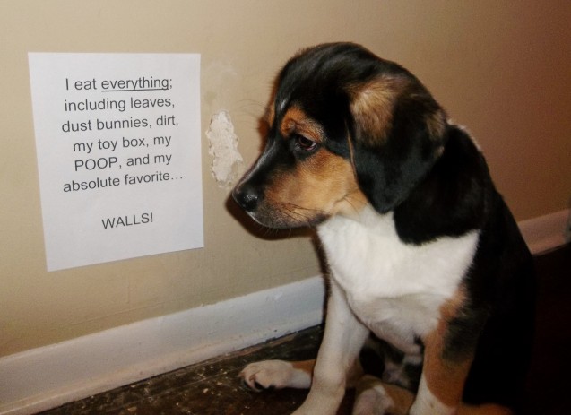 Linus-Dog-Shaming-3