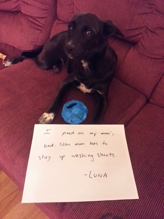 Lunadogshaming