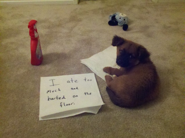 Max-Dogshaming