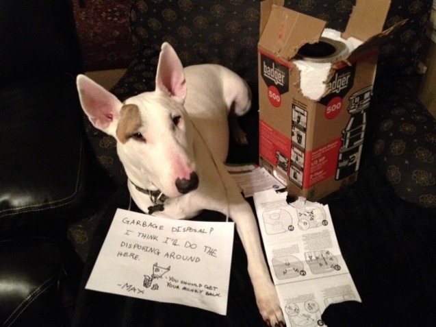 Max-dog-shaming