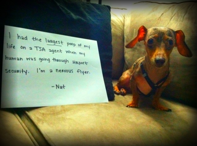 Nut-dog-shaming
