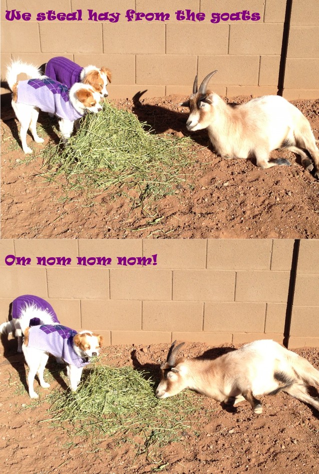 We-steal-hay-from-the-goats