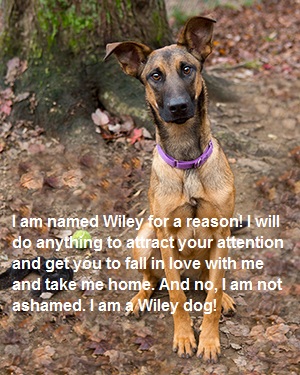 Wiley01DS