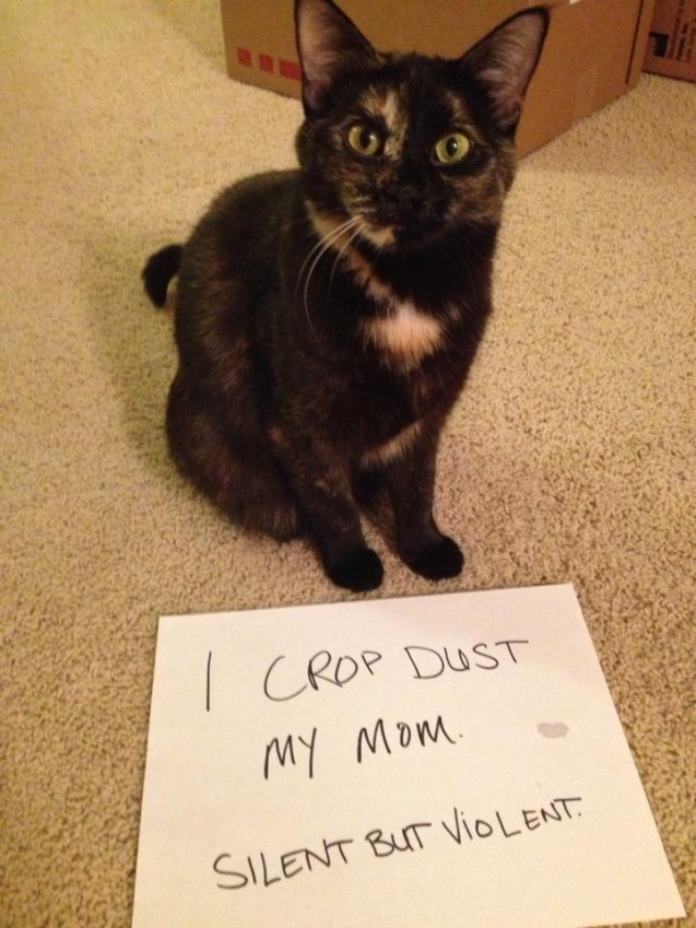 catshaming